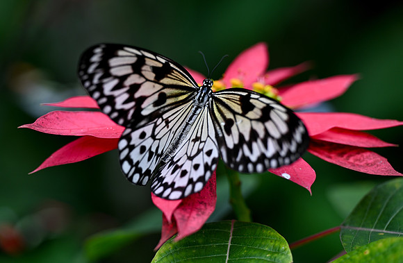 Butterfly World