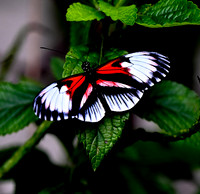 Butterfly World