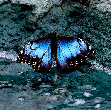 Butterfly World