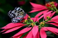 Butterfly World