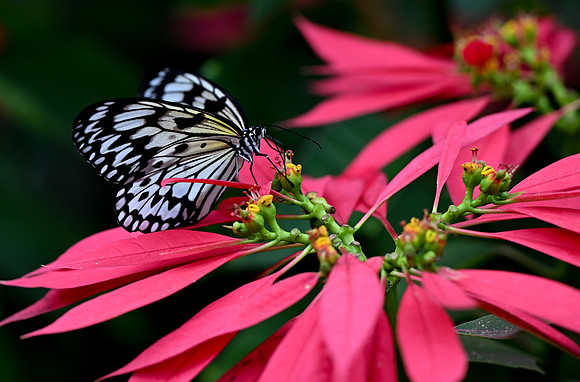 Butterfly World