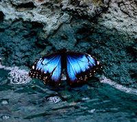 Butterfly World