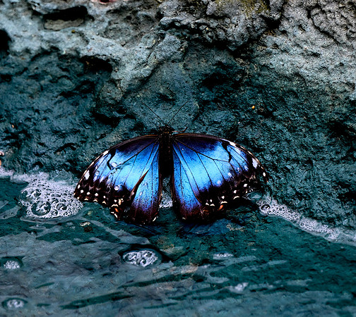 Butterfly World