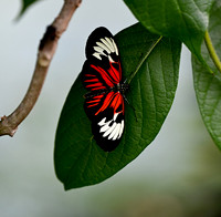 Butterfly World