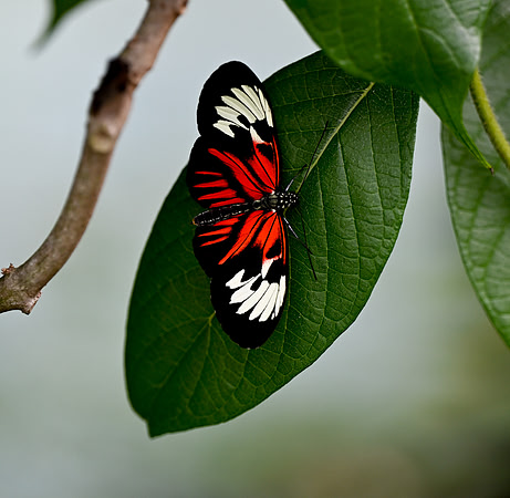 Butterfly World