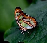 Butterfly World