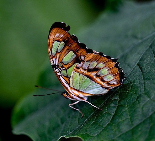 Butterfly World