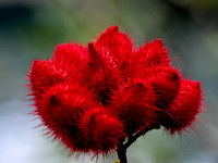 Butterfly World