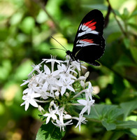 Butterfly World