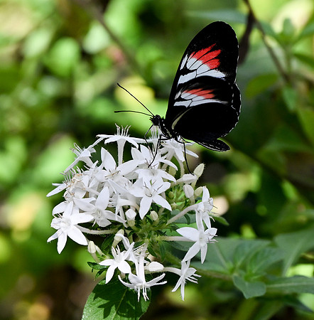 Butterfly World