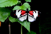 Butterfly World