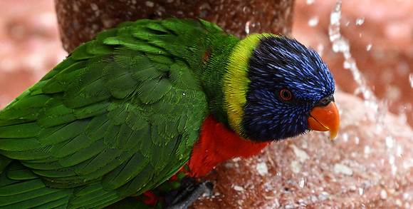 Butterfly World