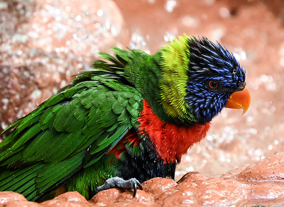 Butterfly World