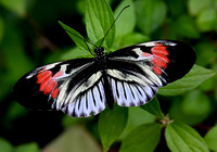 Butterfly World