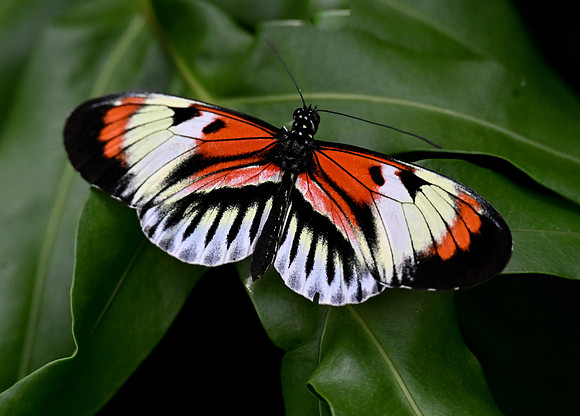 Butterfly World