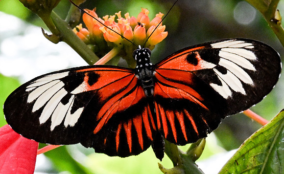 Butterfly World