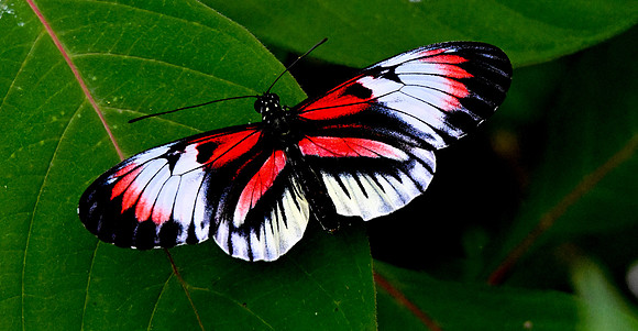 Butterfly World