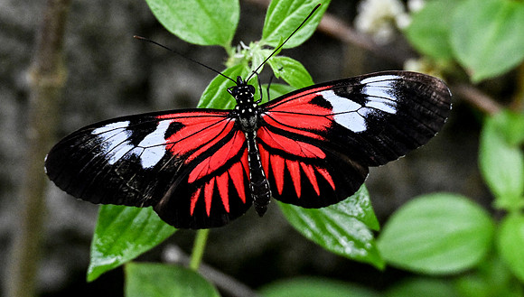 Butterfly World