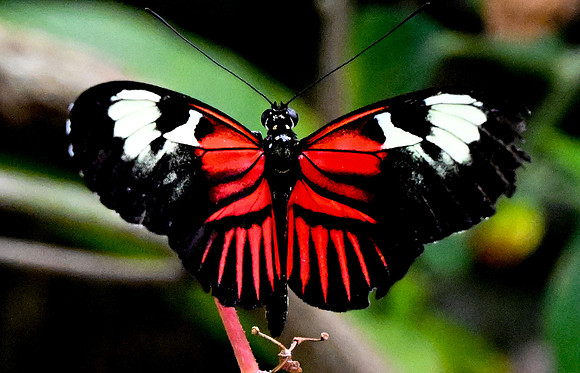 Butterfly World
