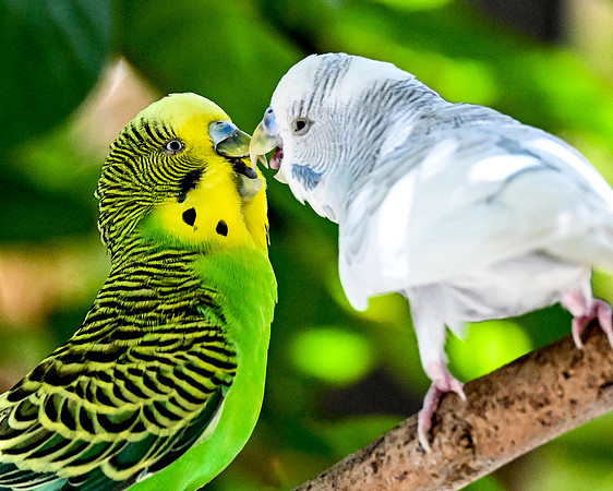 Butterfly World
