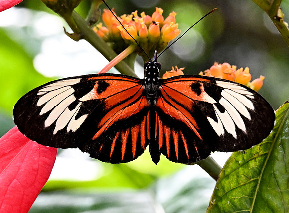Butterfly World