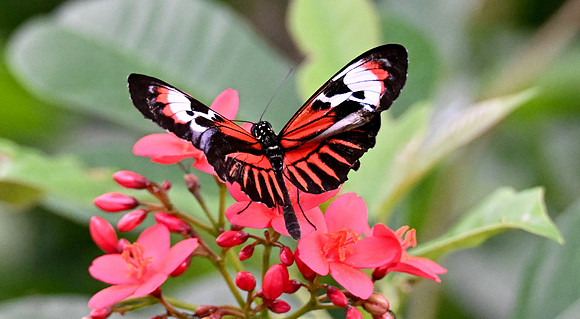 Butterfly World