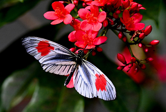 Butterfly World
