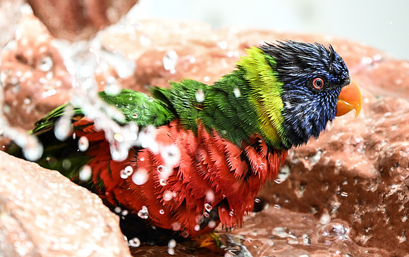 Butterfly World