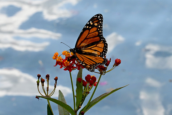Butterfly World