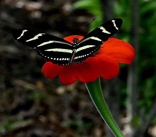 Butterfly World