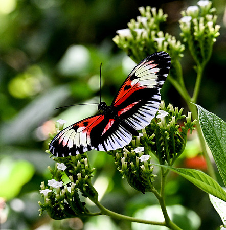 Butterfly World