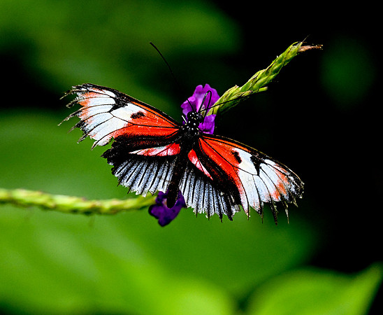 Butterfly World