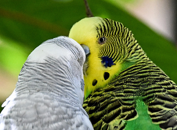 Butterfly World