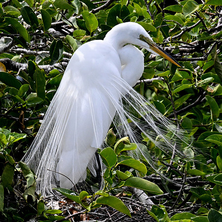 Wakodahatchee