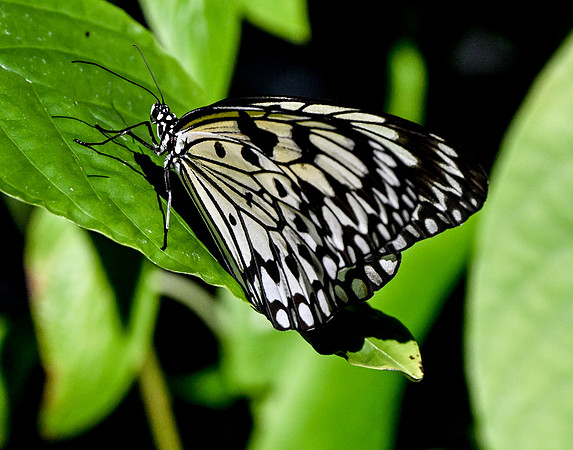 Butterfly World