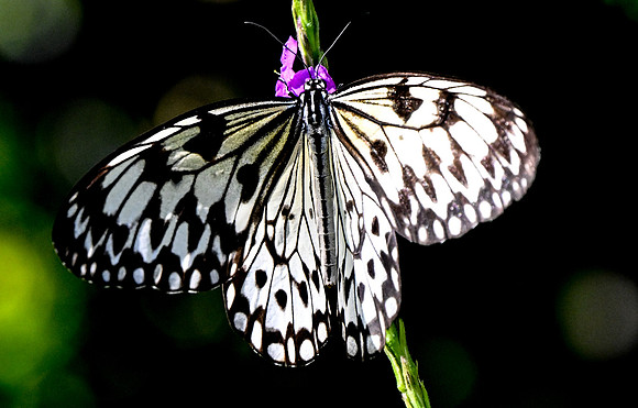 Butterfly World