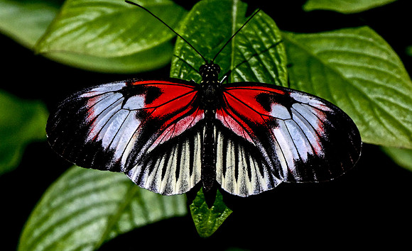 Butterfly World