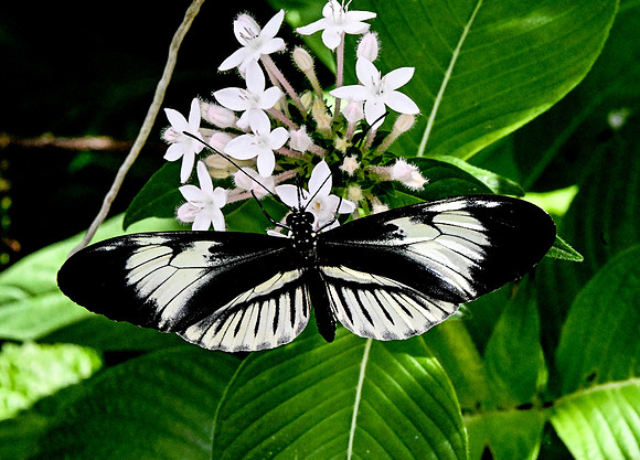 Butterfly World