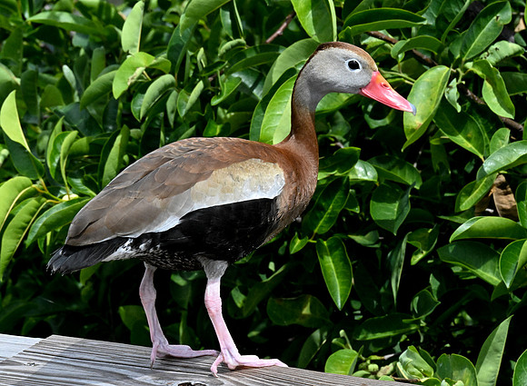 Wakodahatchee