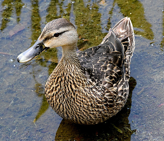 Wakodahatchee