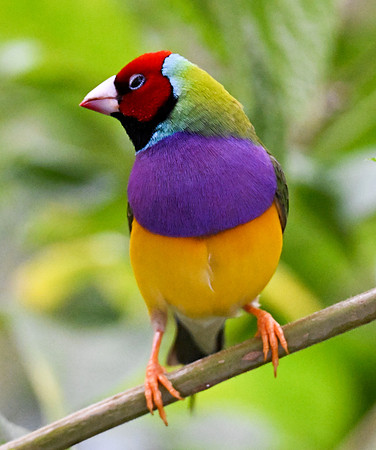 Butterfly World