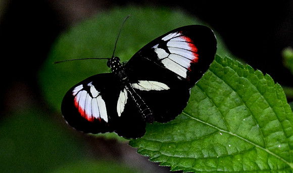 Butterfly World