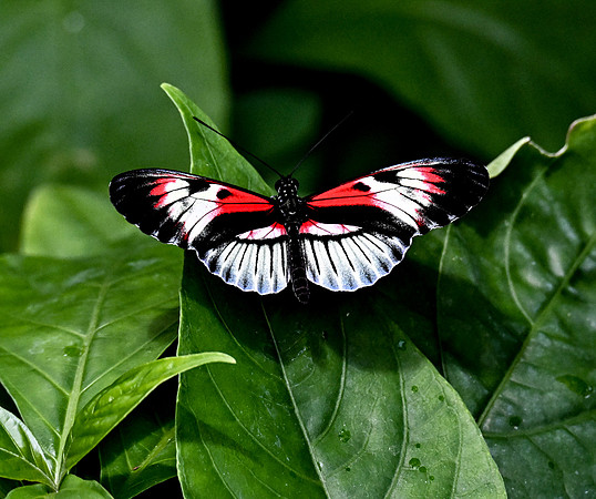 Butterfly World