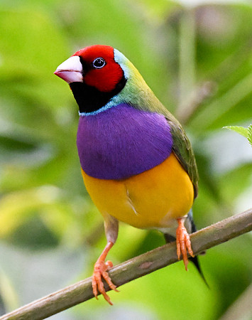 Butterfly World