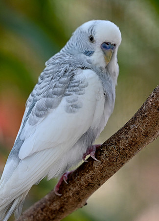 Butterfly World