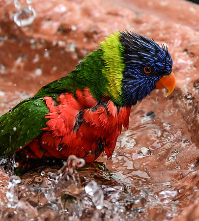 Butterfly World