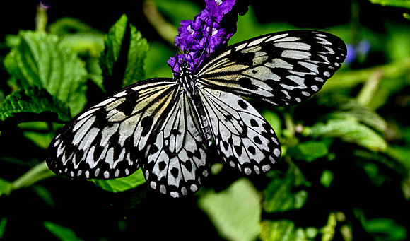 Butterfly World