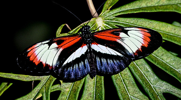 Butterfly World