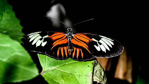 Butterfly World