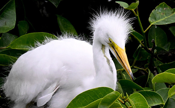 Wakodahatchee